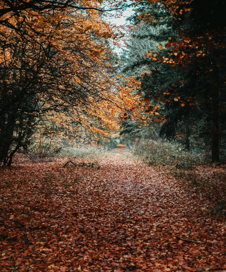 Wide forest path covered in autumn leaves